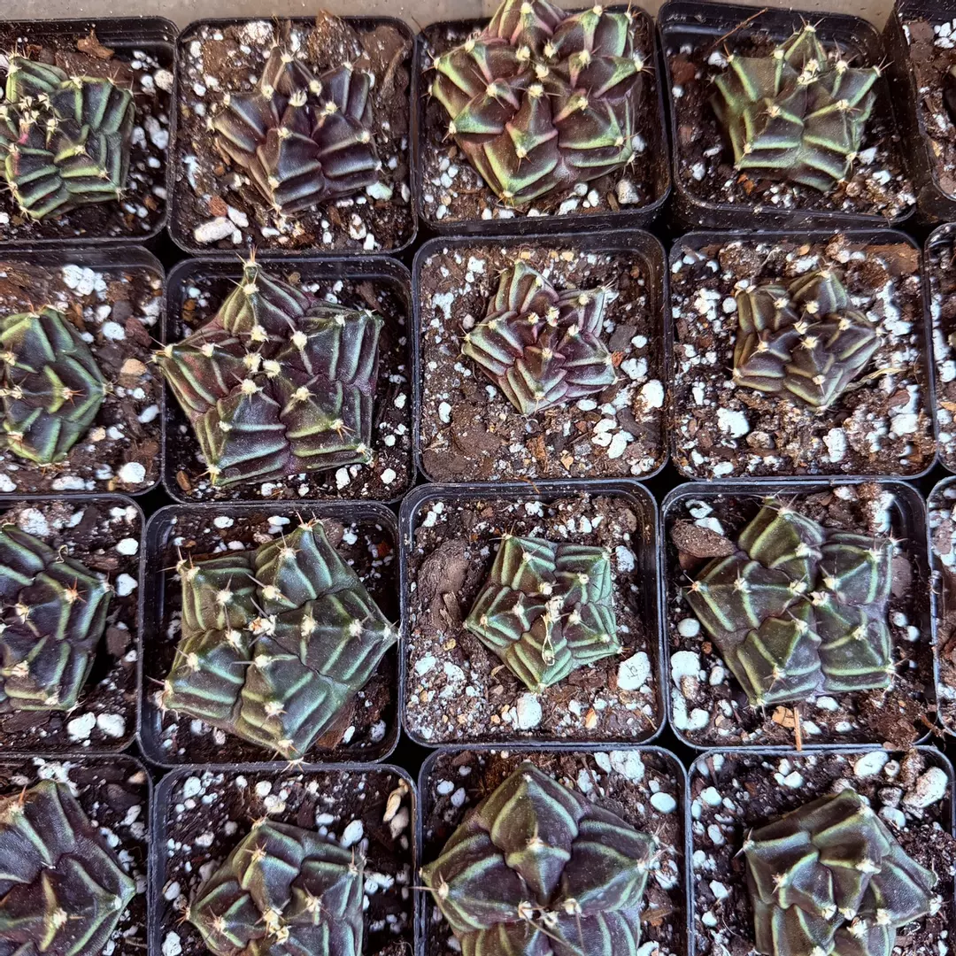 Gymnocalycium Five Rib hybrid thumbnail