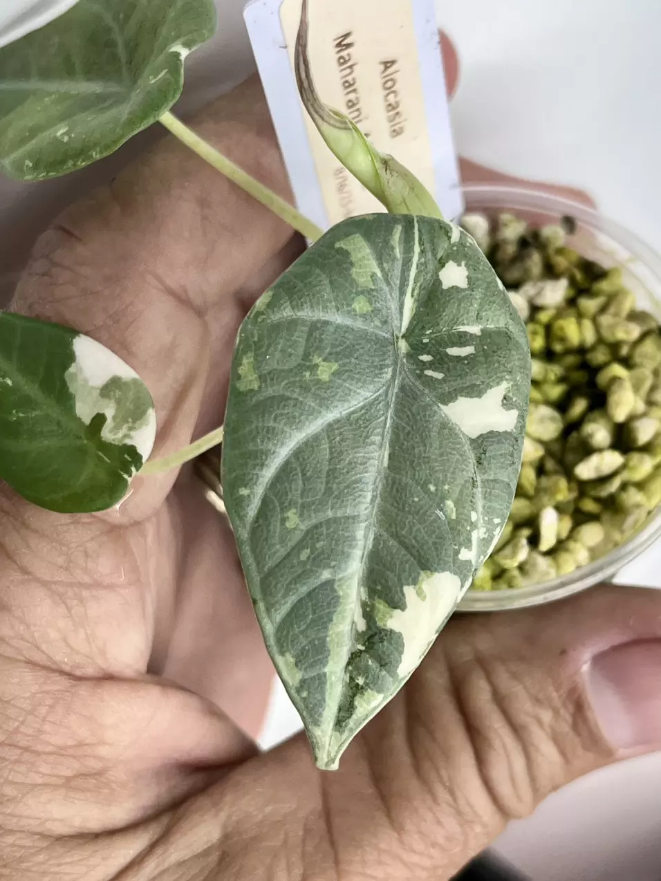 Alocasia Maharani Albo #2 thumbnail