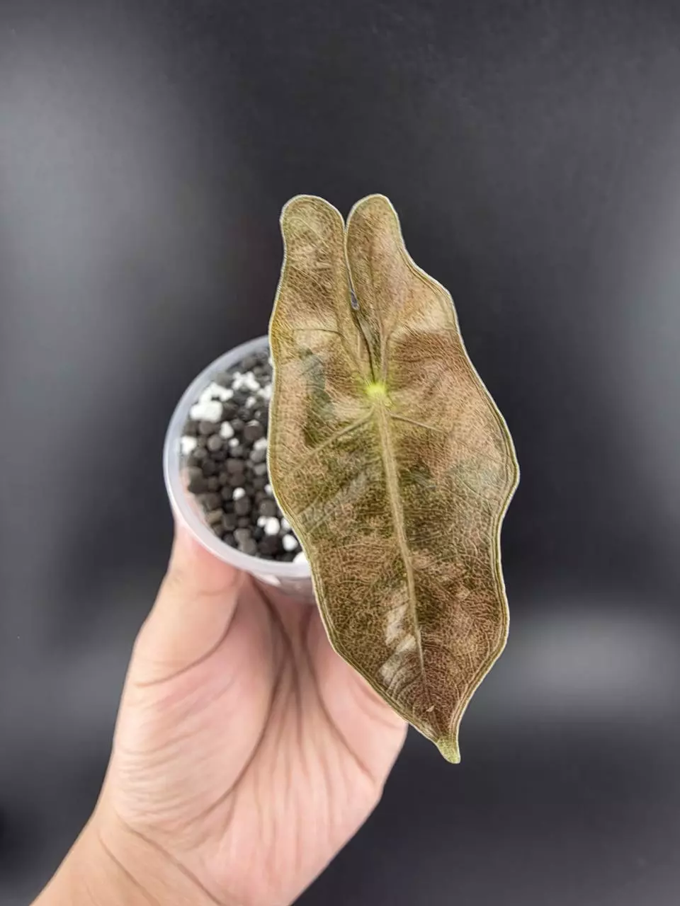 1329 - Variegated alocasia pink pseudo sanderiana. Corm grown. thumbnail