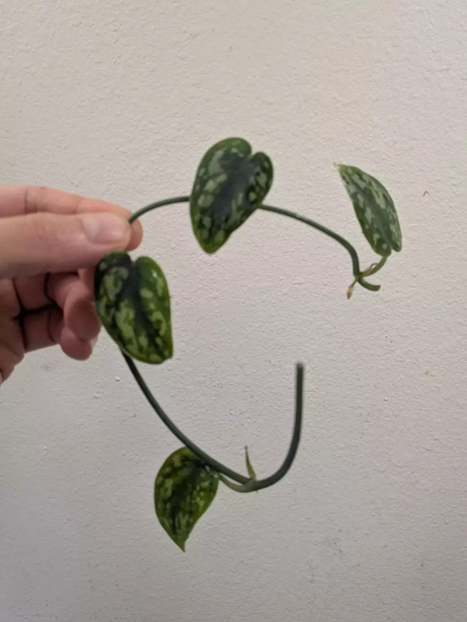 Scindapsus mayari (reverted?) #156 thumbnail