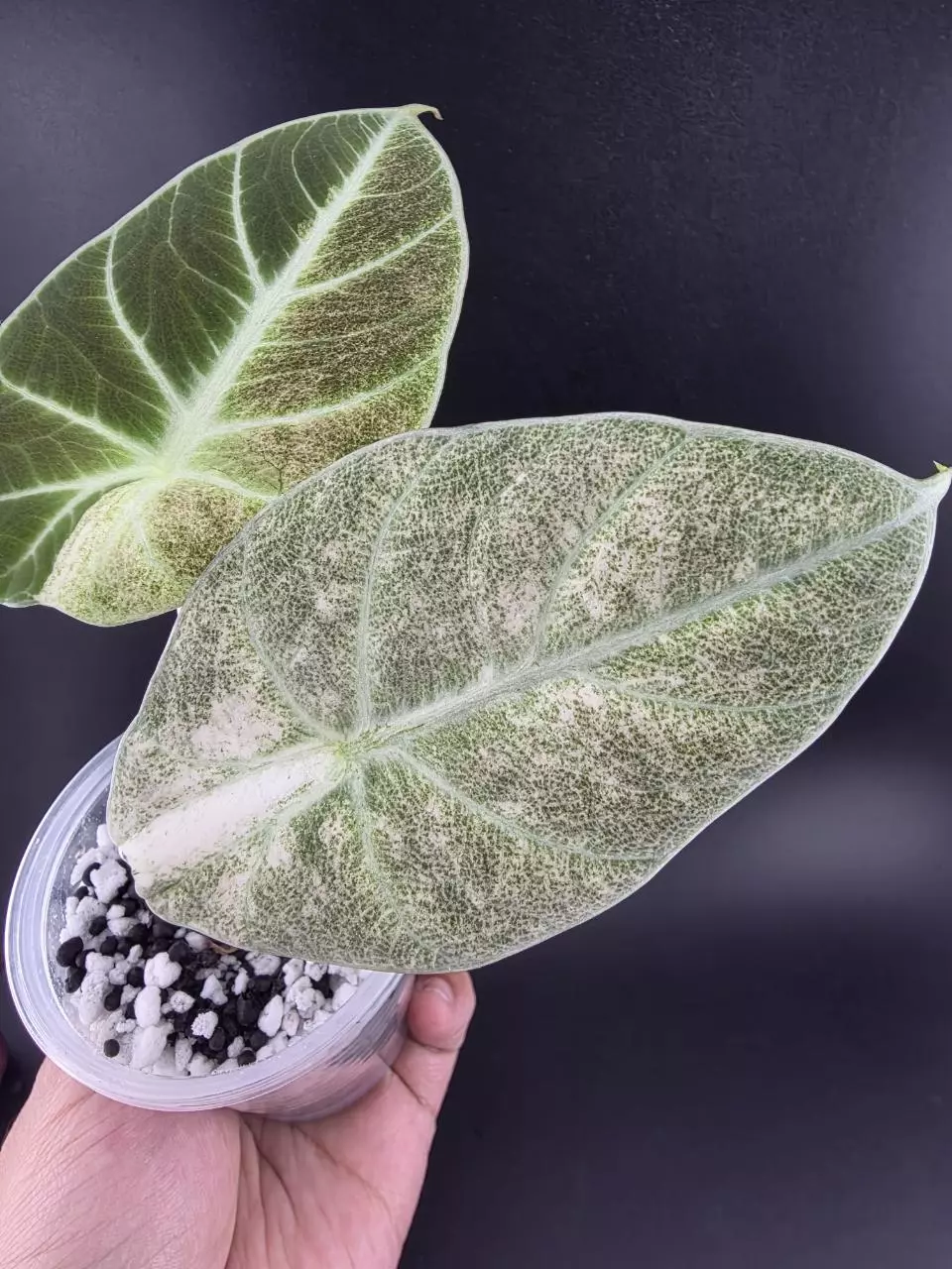 1332 - Variegated alocasia pink/mint ninja. Chonk grown. thumbnail