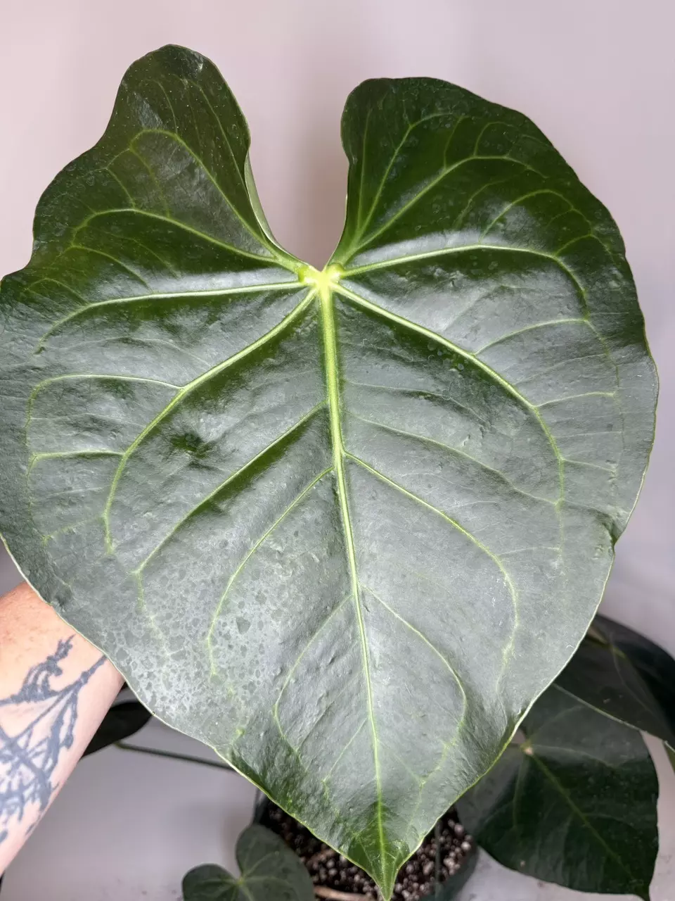 *Mature* Anthurium Titanervium (Faustomirandae x Clairnervium) thumbnail