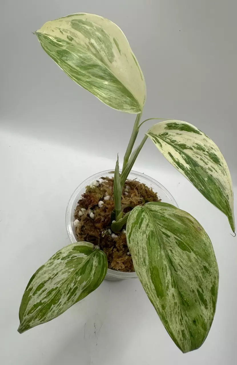 Scindapsus Blue Albo ‘Salaka’ thumbnail