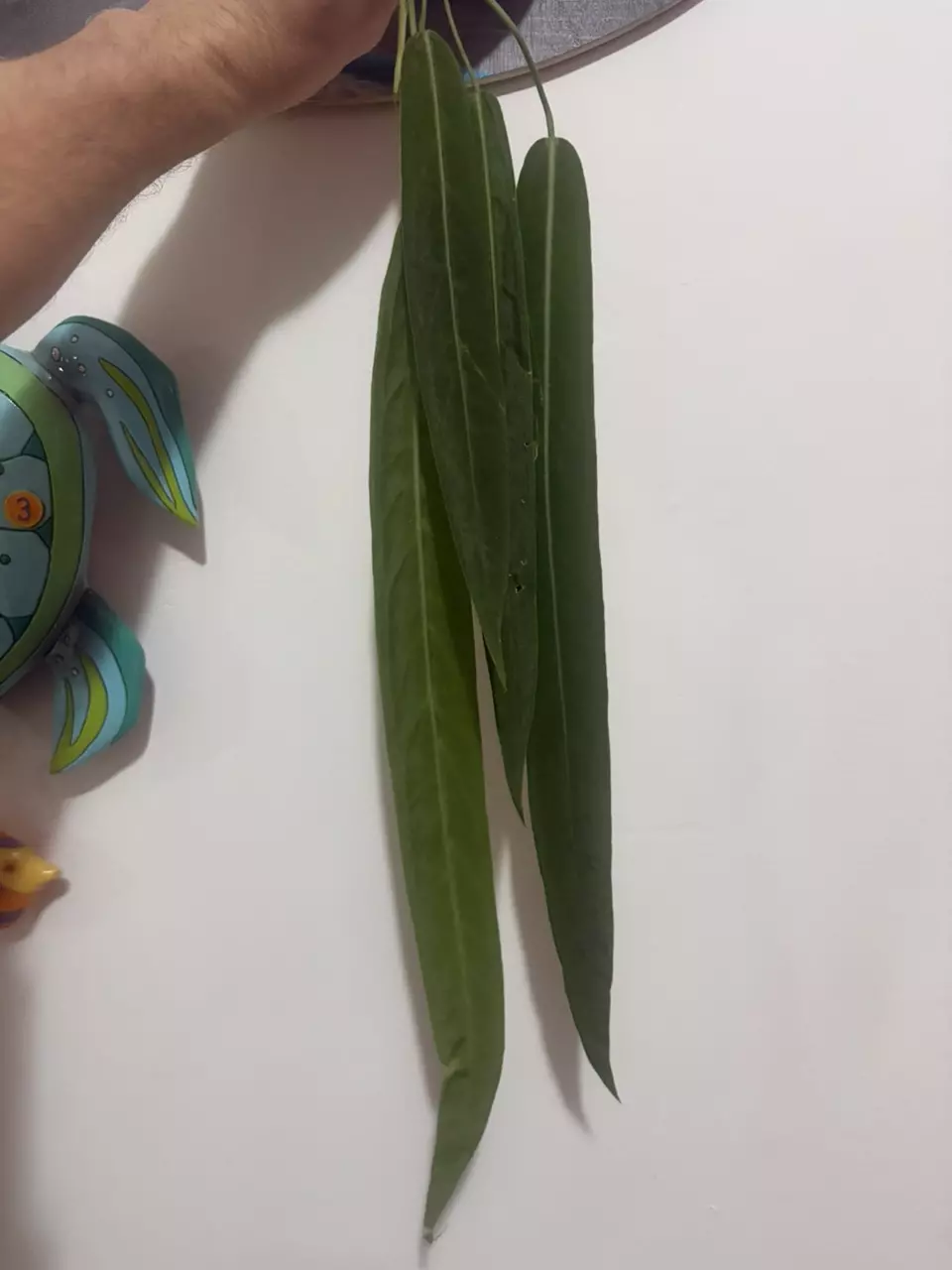 Anthurium Pallidiflorum thumbnail