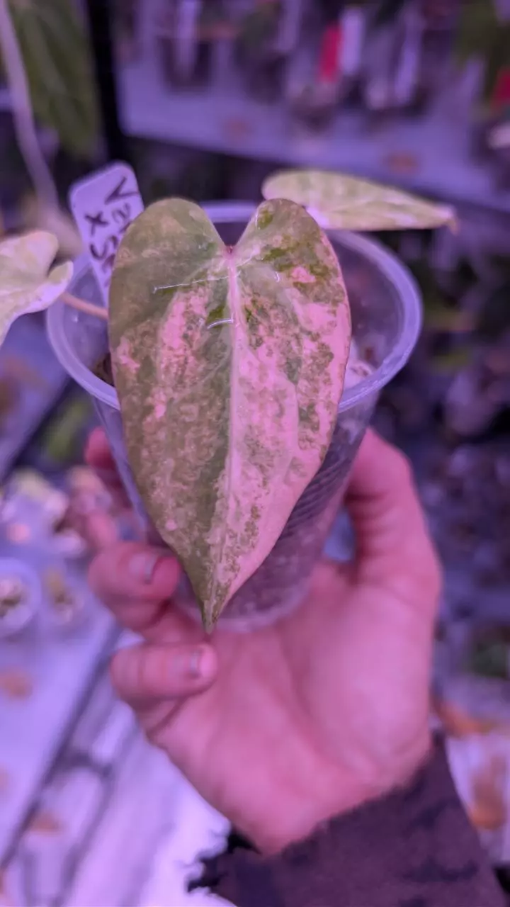 Papillilaminum x self 🦄 VARIEGATED thumbnail