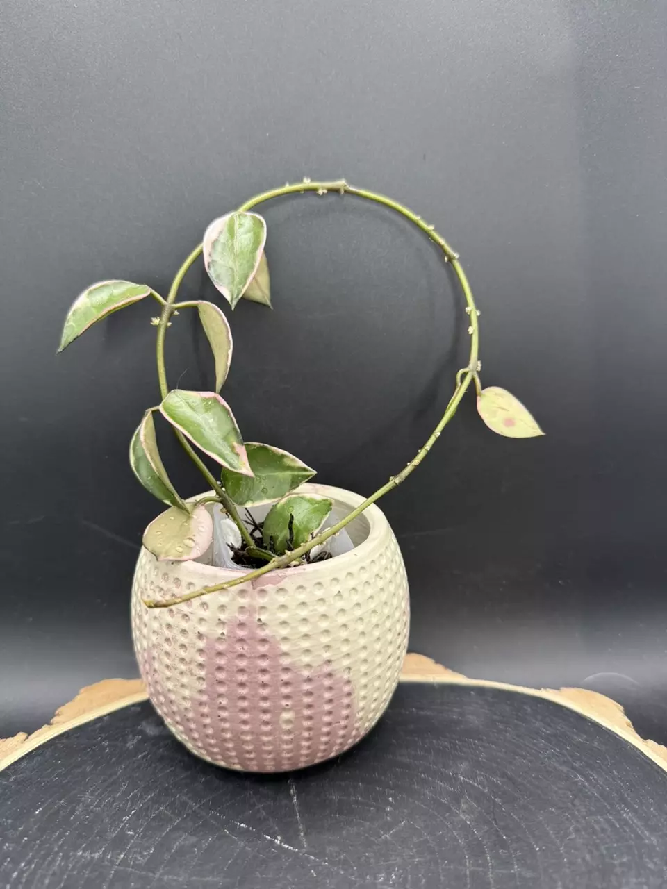 Lacunosa Asami outer variegated #240 thumbnail