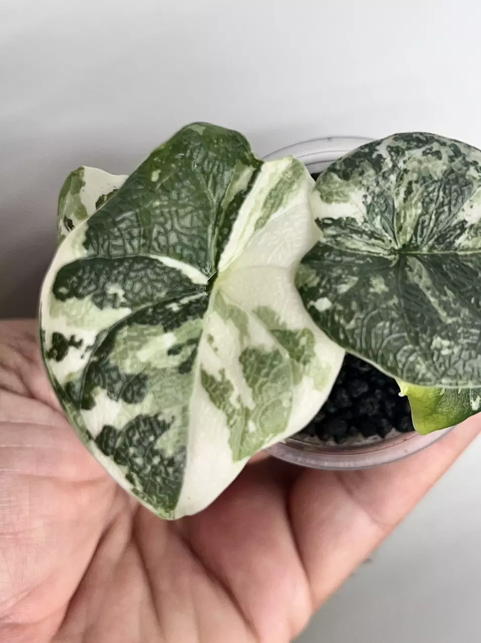 #287-Alocasia Melo Albo thumbnail