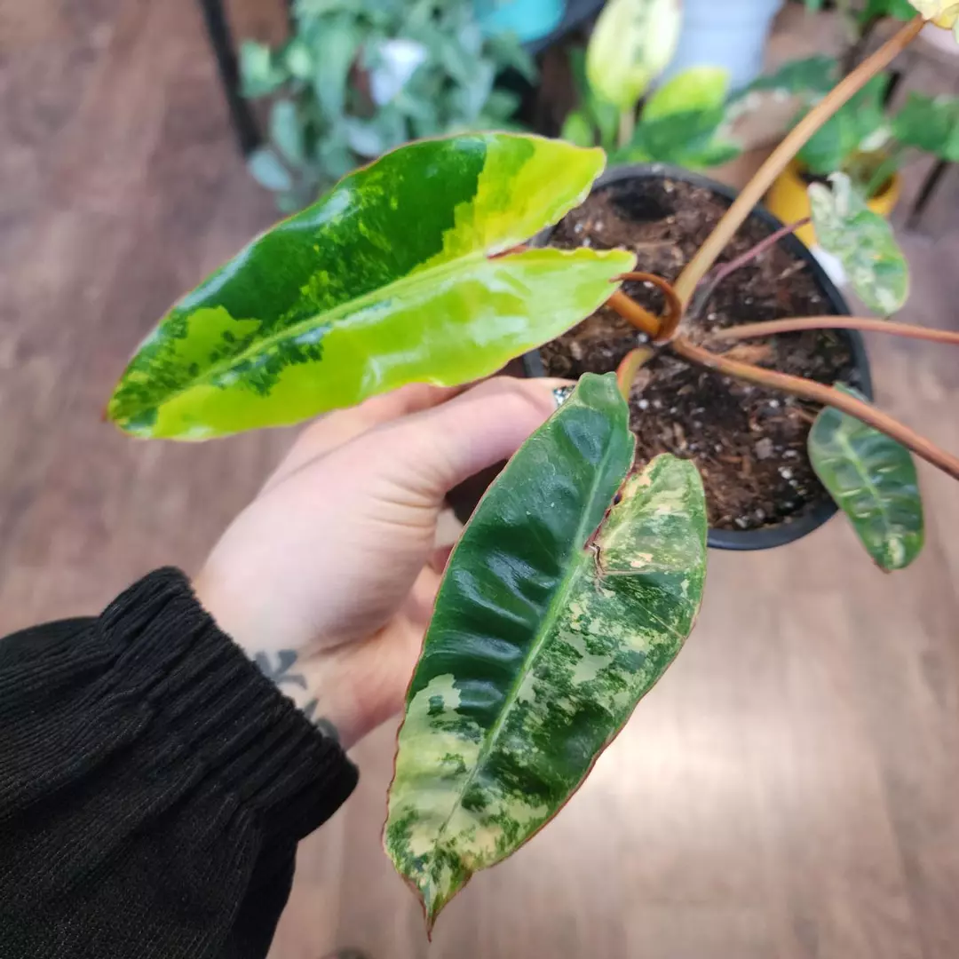 Philodendron Billietiae Variegated thumbnail