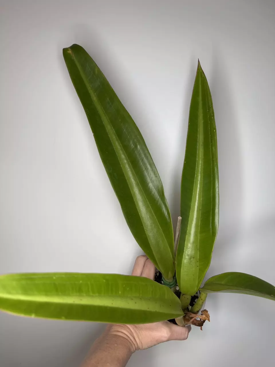 Philodendron Crassinervium thumbnail