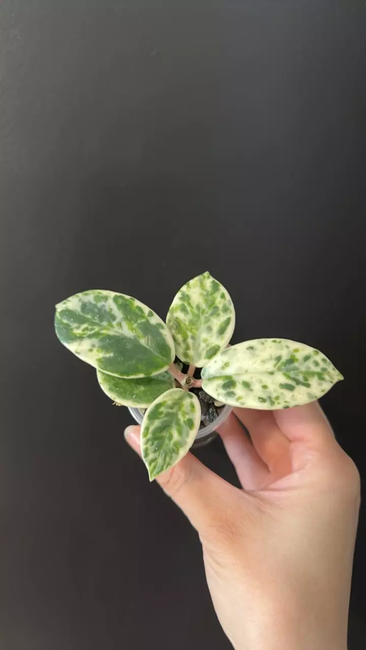 Hoya madara snow angel thumbnail