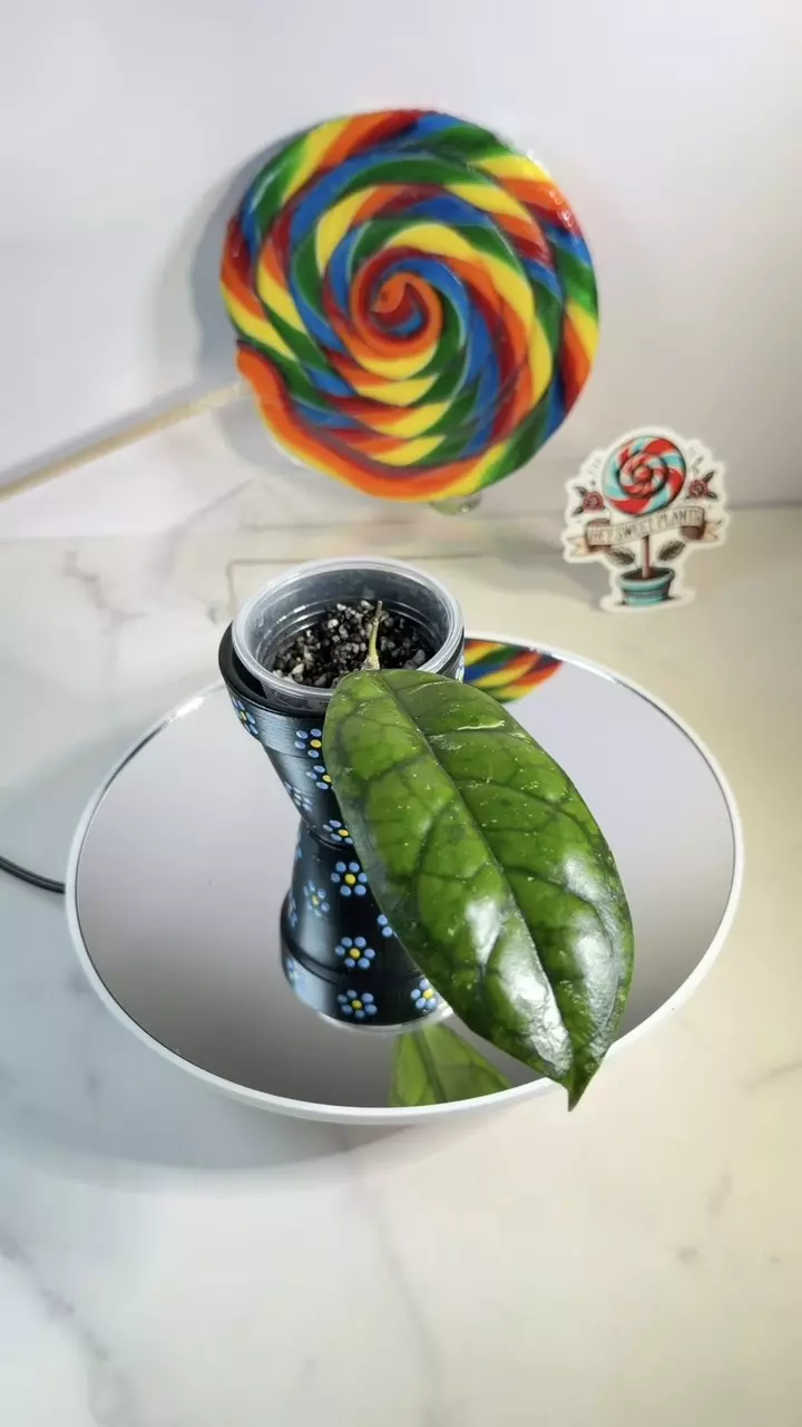 Hoya AH Cosmos thumbnail