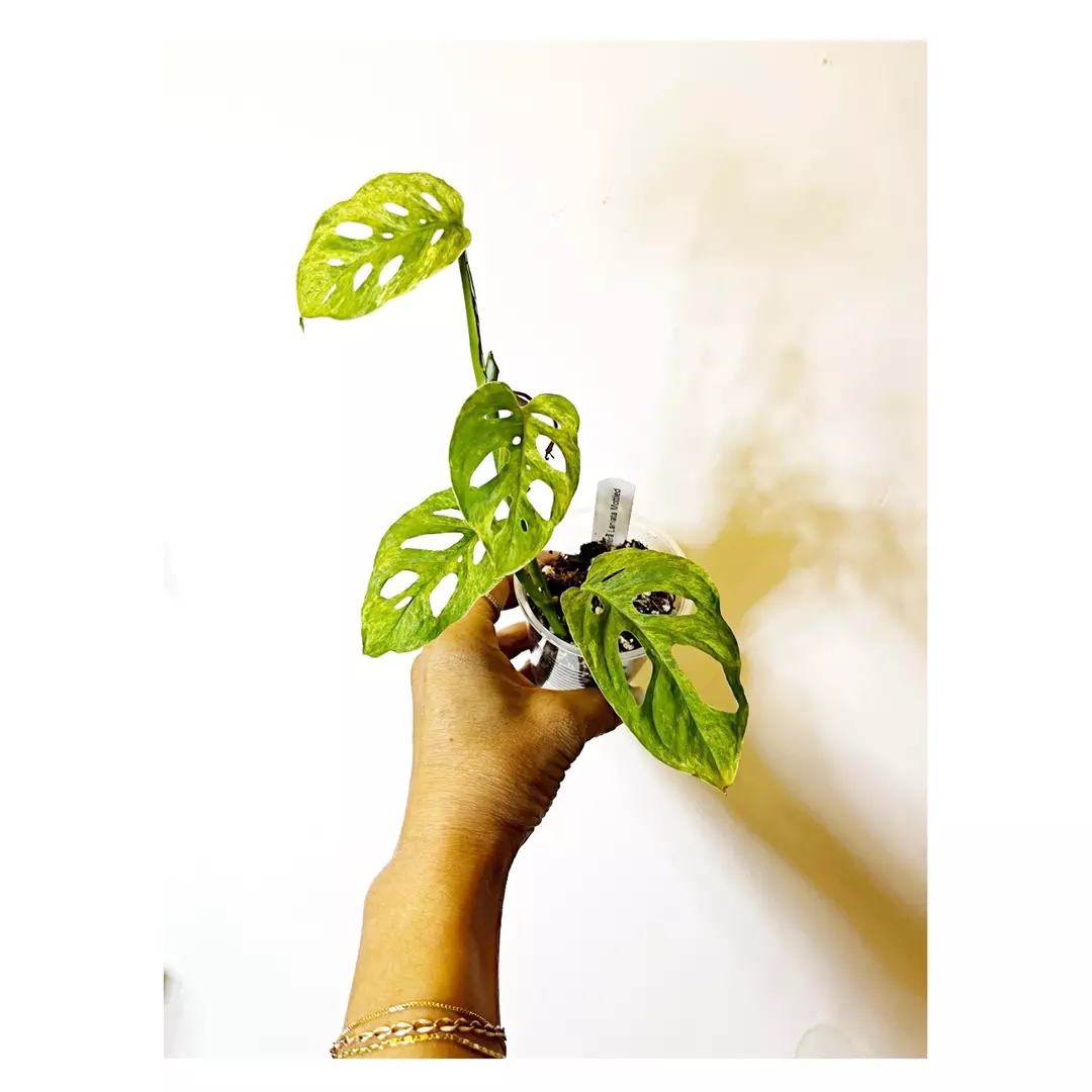 🎋Monstera Laniata Mottled thumbnail