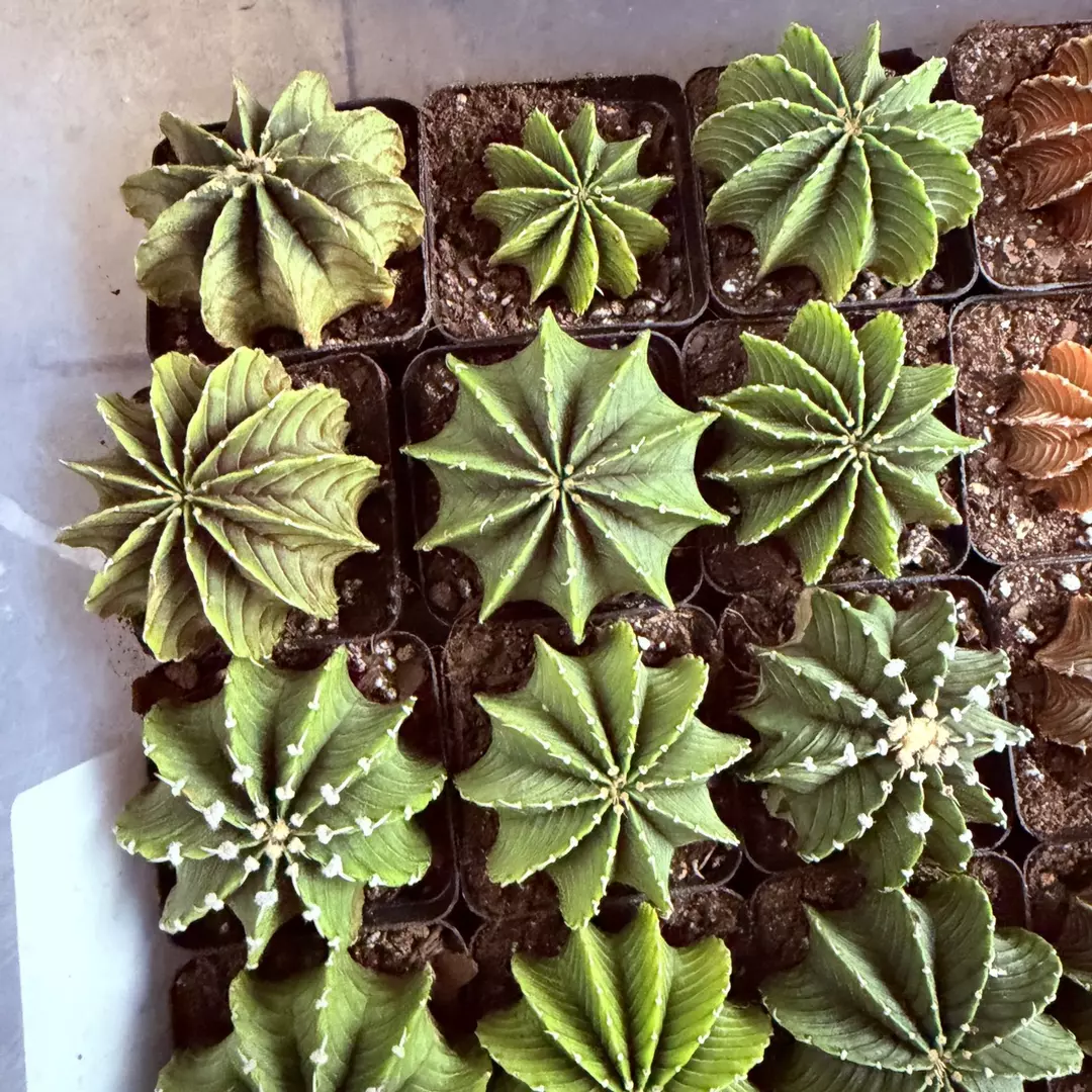 Gymnocalycium LB2178 thumbnail