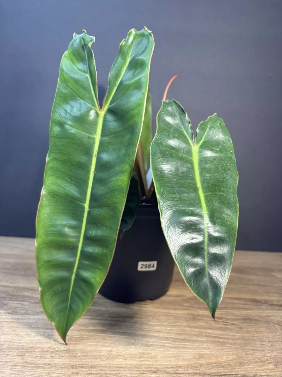 Philodendron Billietiae 5” 2984 thumbnail