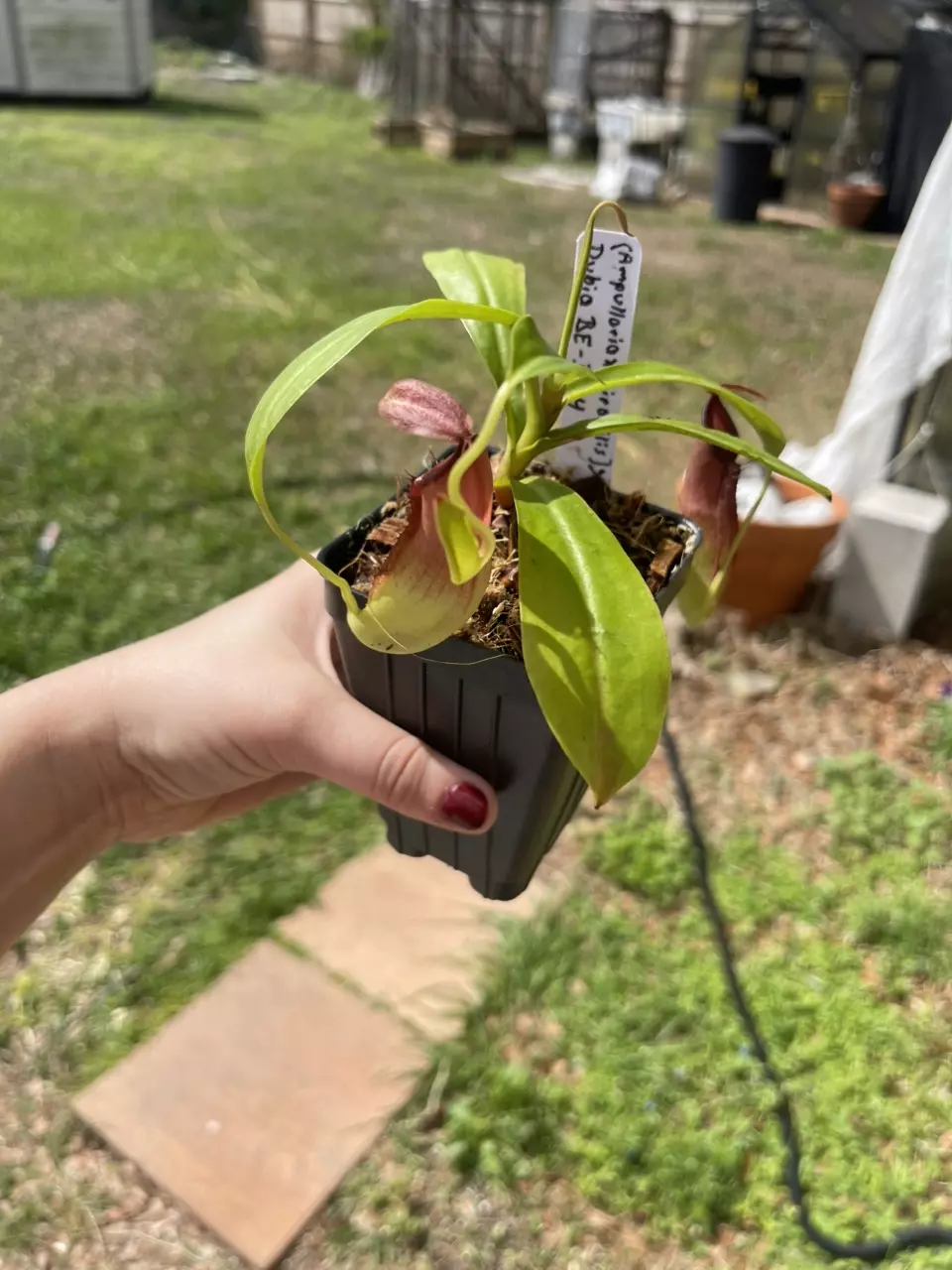 (Amp x Mira) x dubia thumbnail