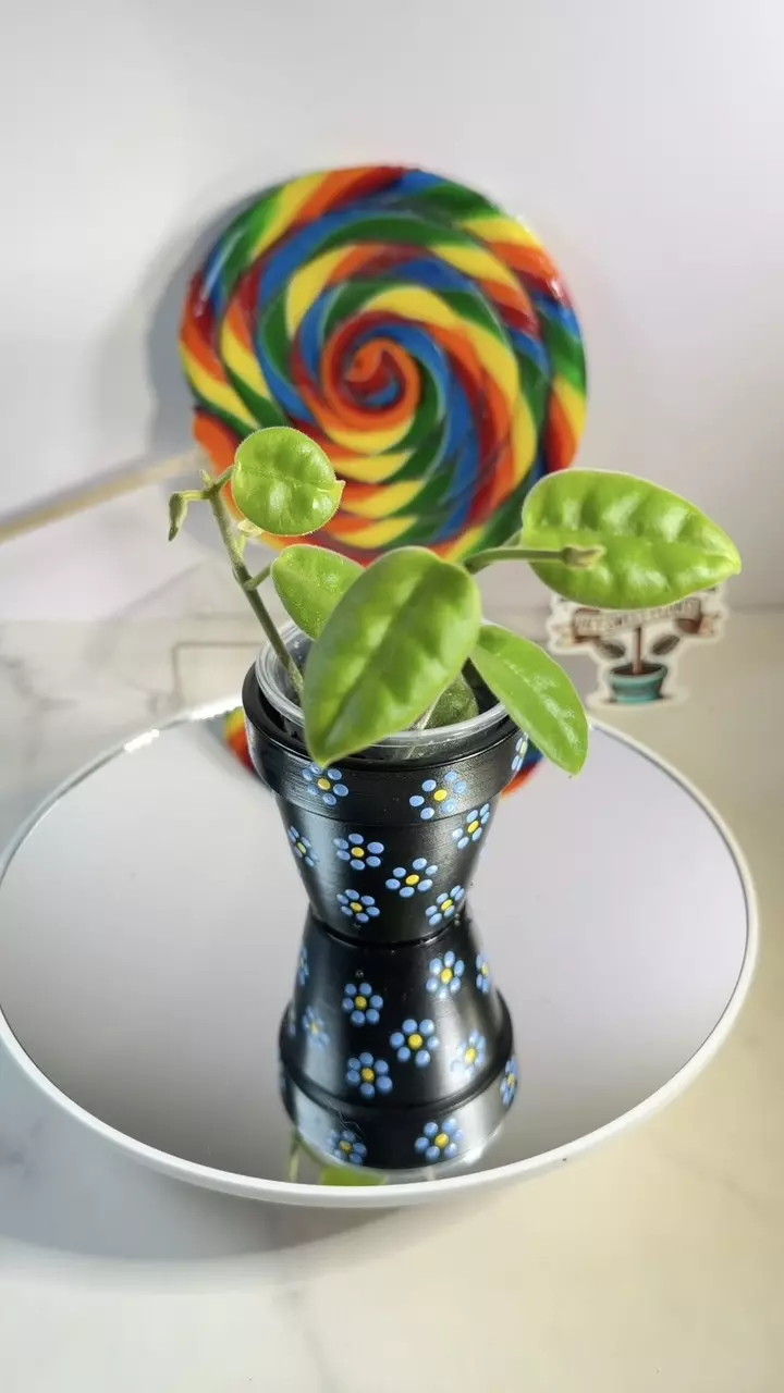 Hoya Eriostemma chocolate flower thumbnail