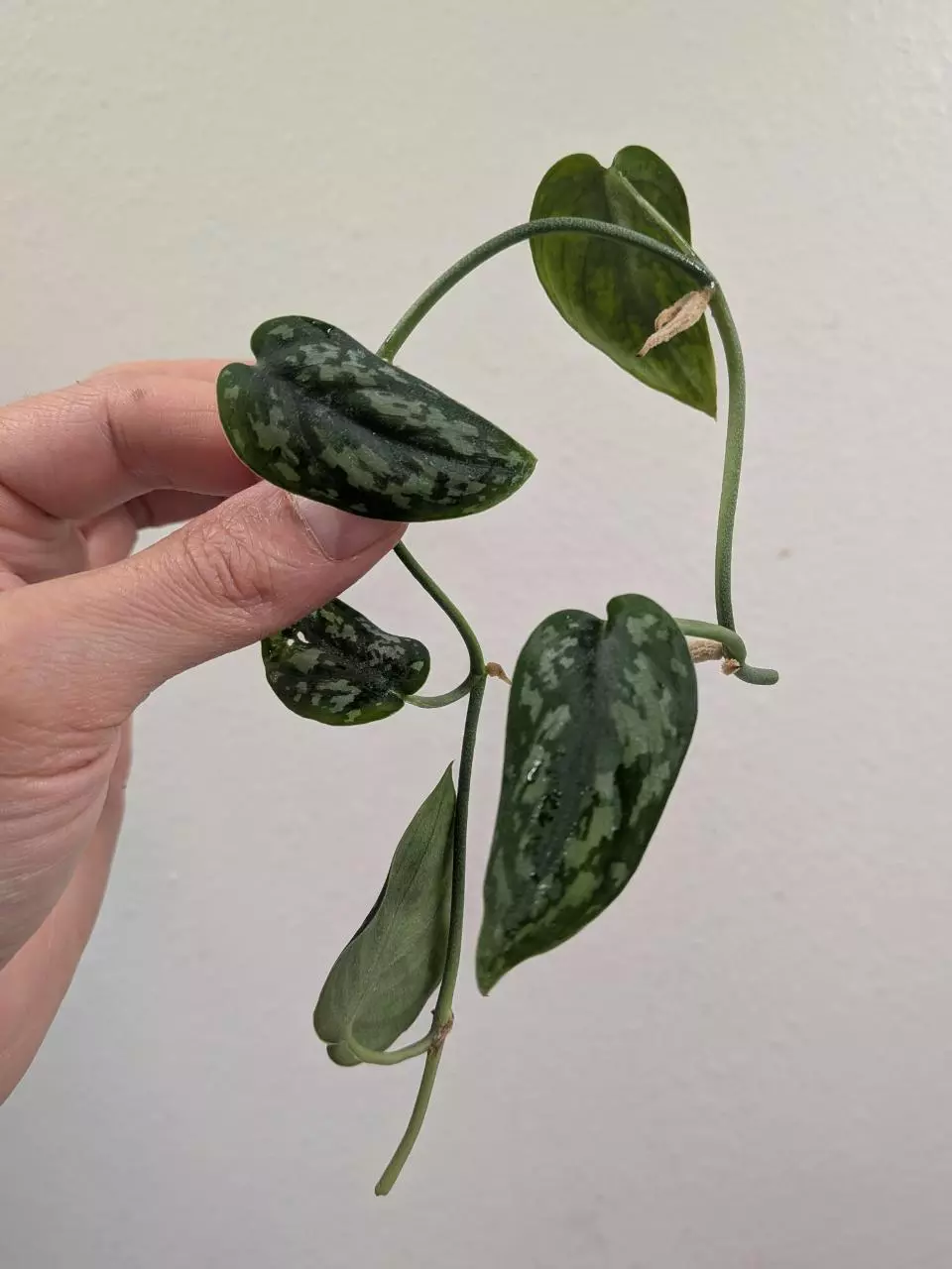 Scindapsus mayari (reverted?) #157 thumbnail