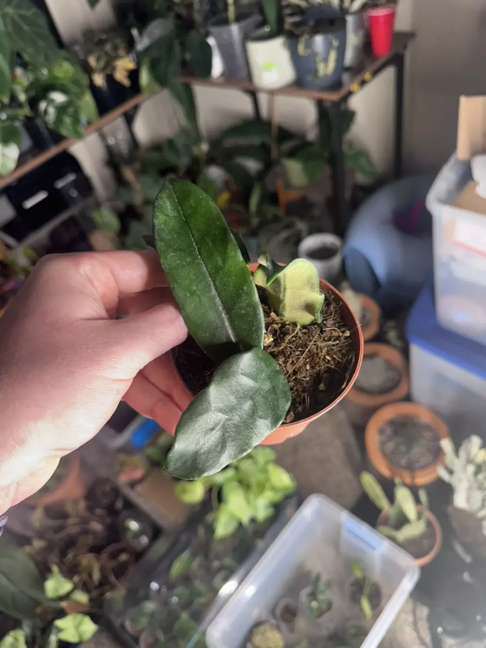 Hoya Globulosa thumbnail