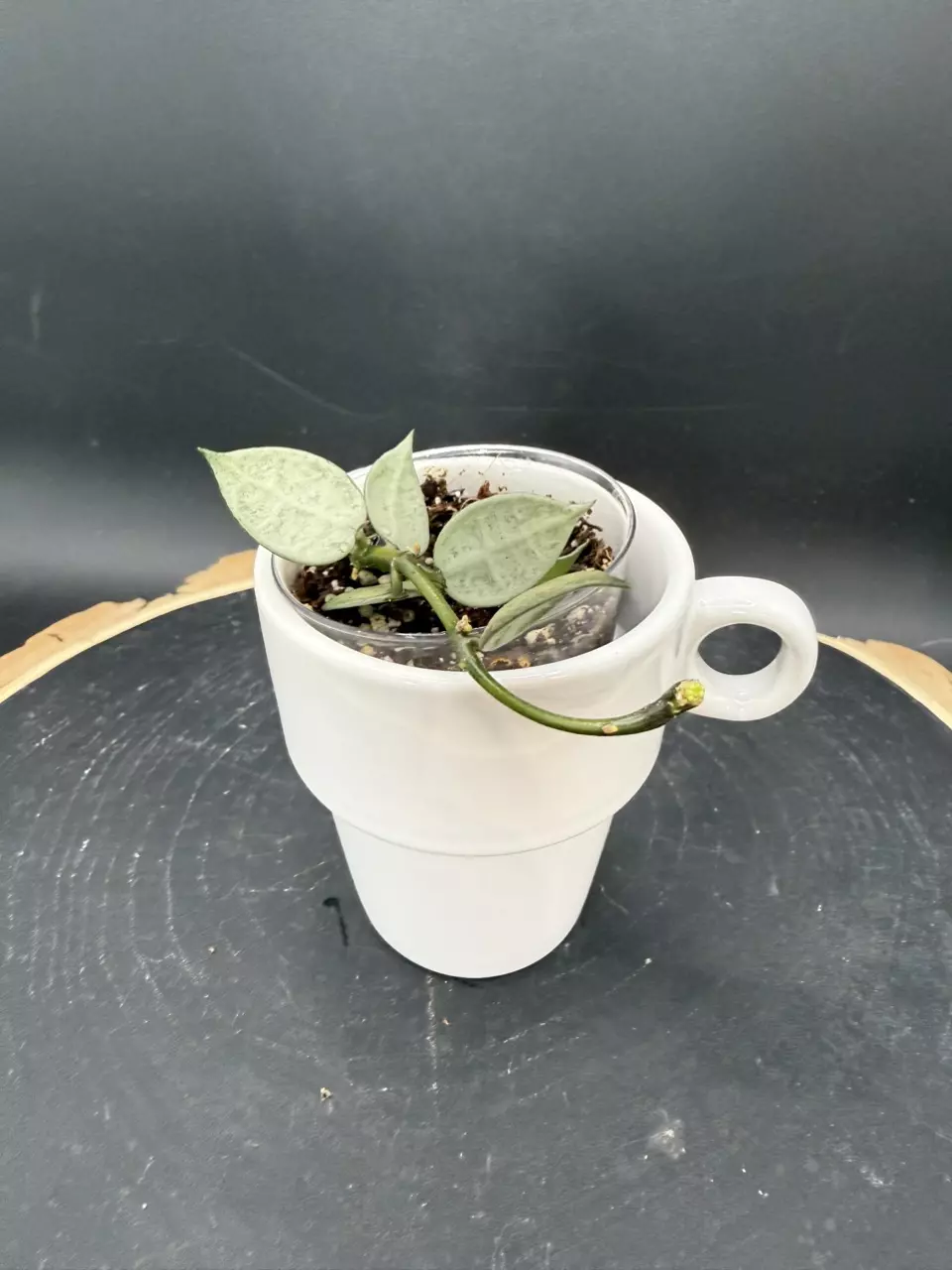 Lacunosa White Pearl w/ Peduncle  #230 thumbnail