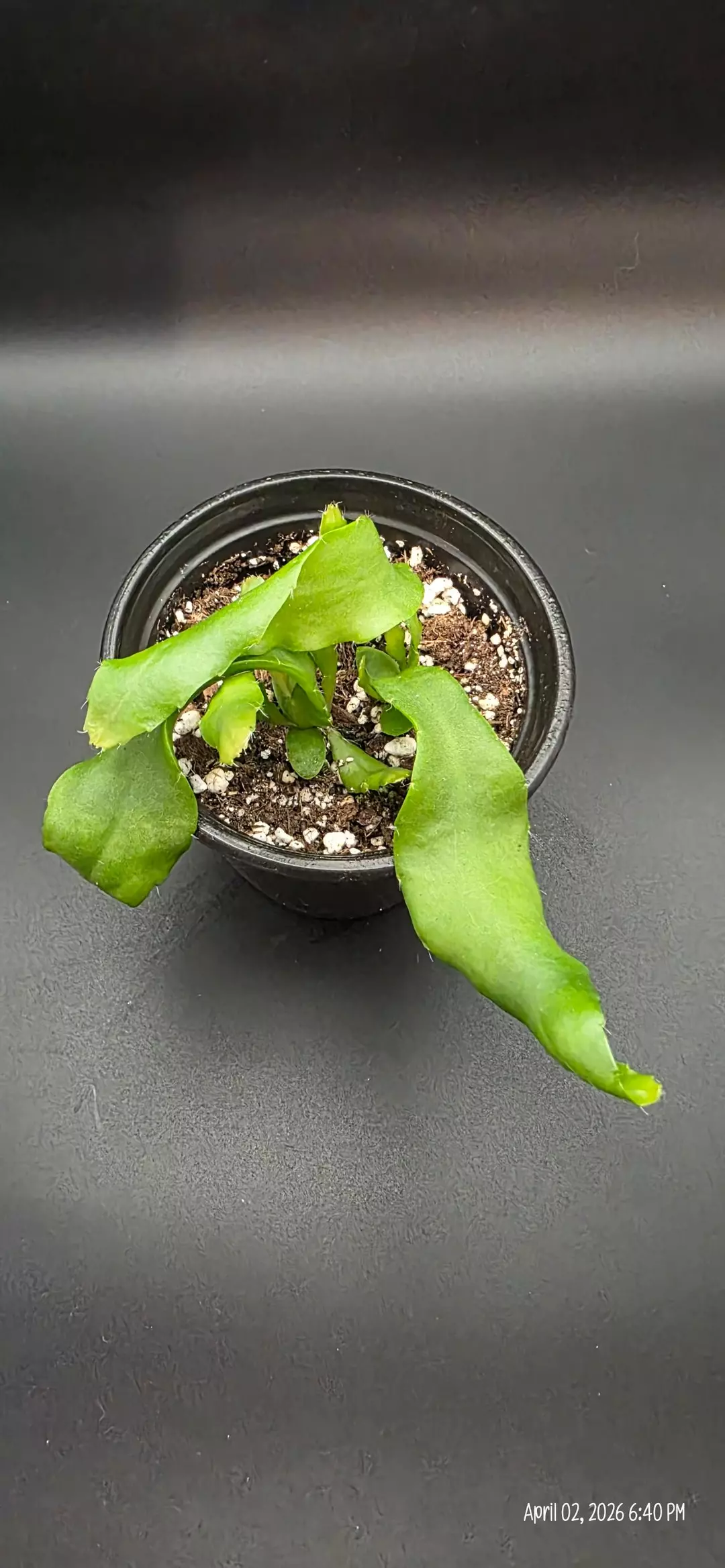 Curly Locks Orchid Cactus, Seed Grown, GC thumbnail