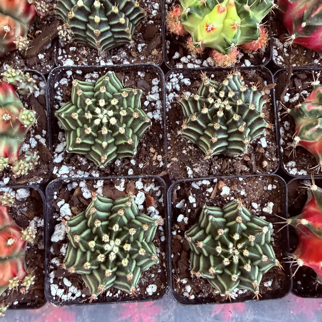 Gymnocalycium Anubis thumbnail