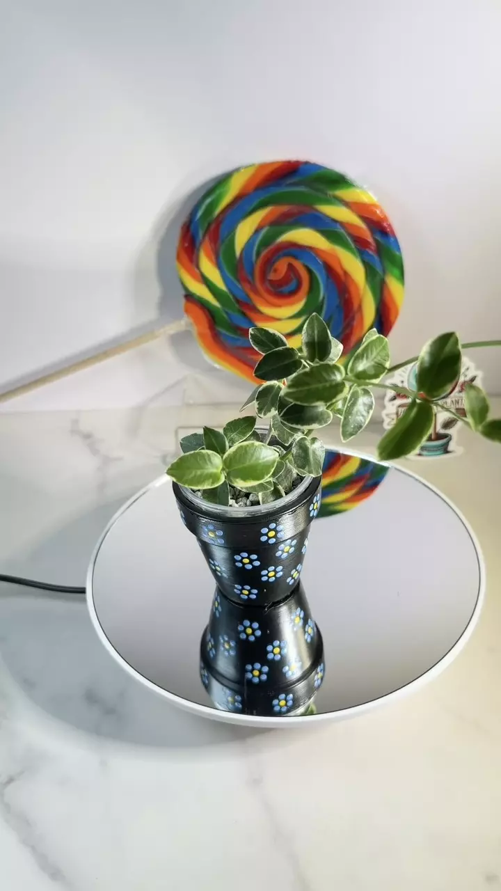 Hoya Cumingiana outer variegated thumbnail