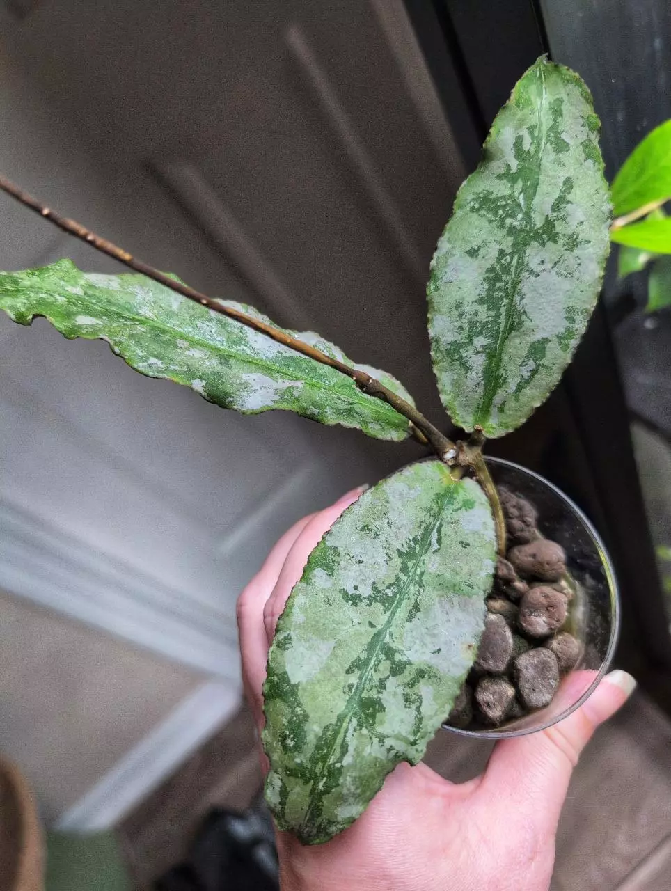 Undulata 'silver' thumbnail