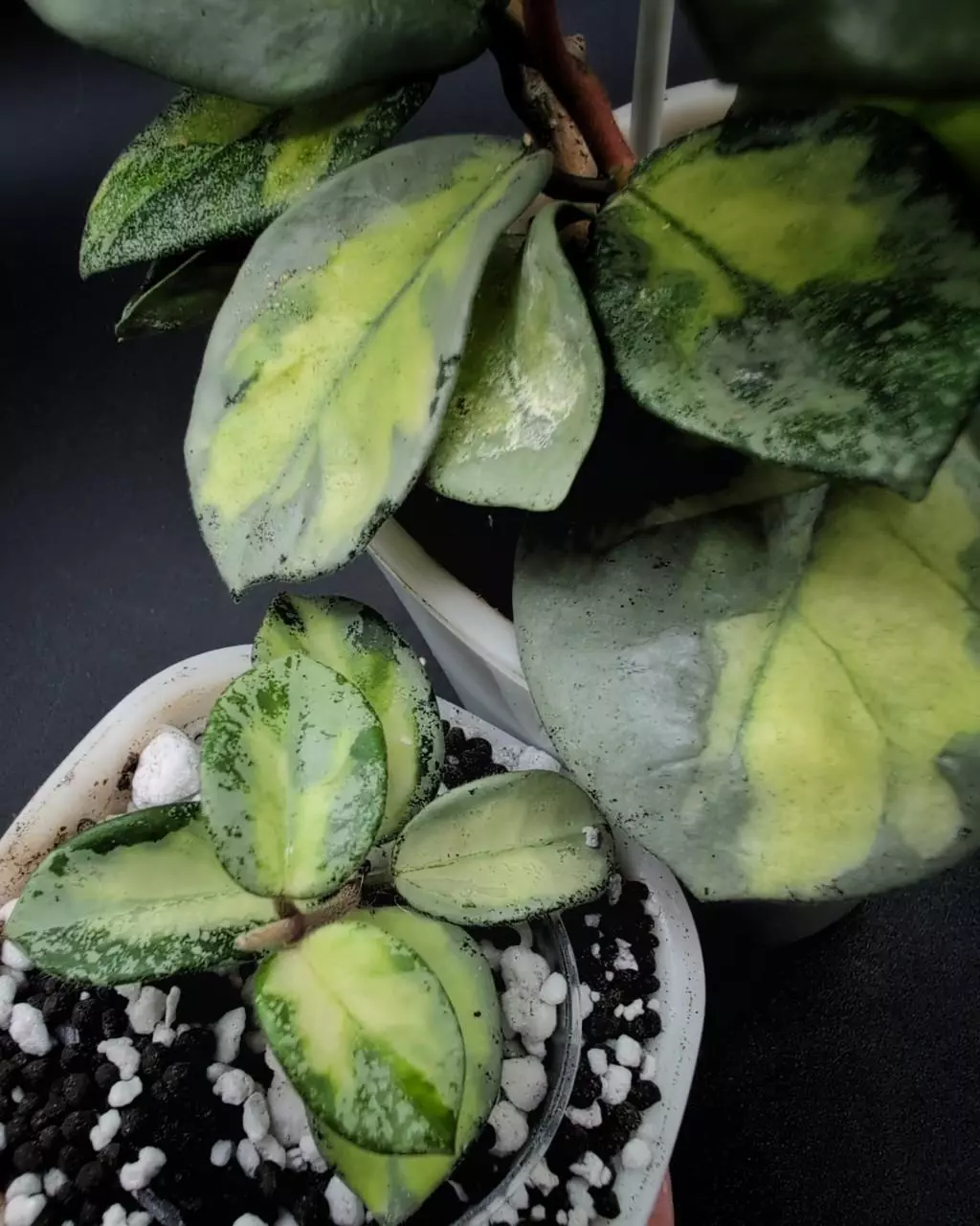Hoya Mathilde AP (variegated silver) 🦄 thumbnail