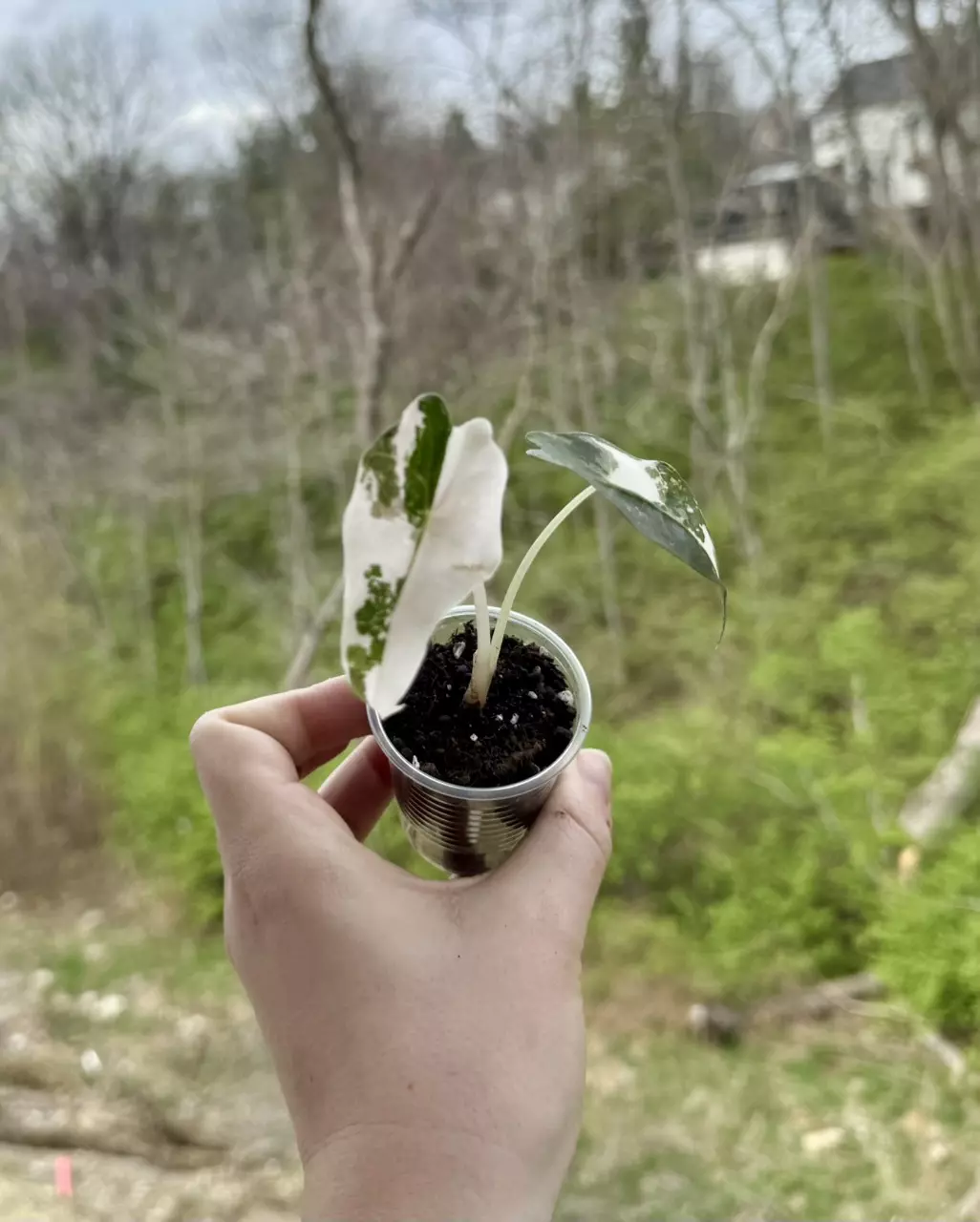 Alocasia Amazonica Polly Pink thumbnail