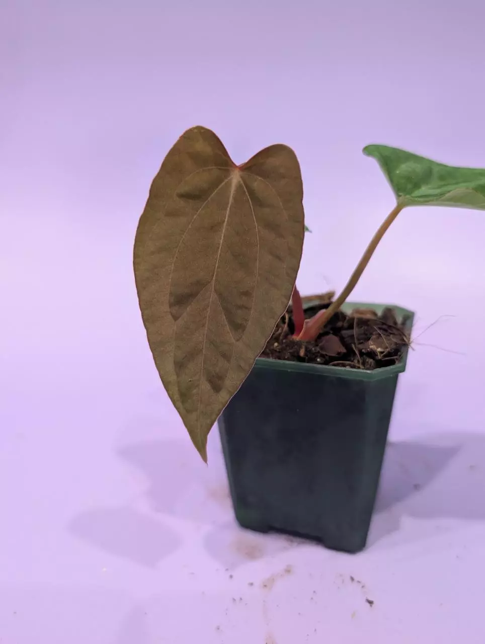 BVEP x RVDP thumbnail