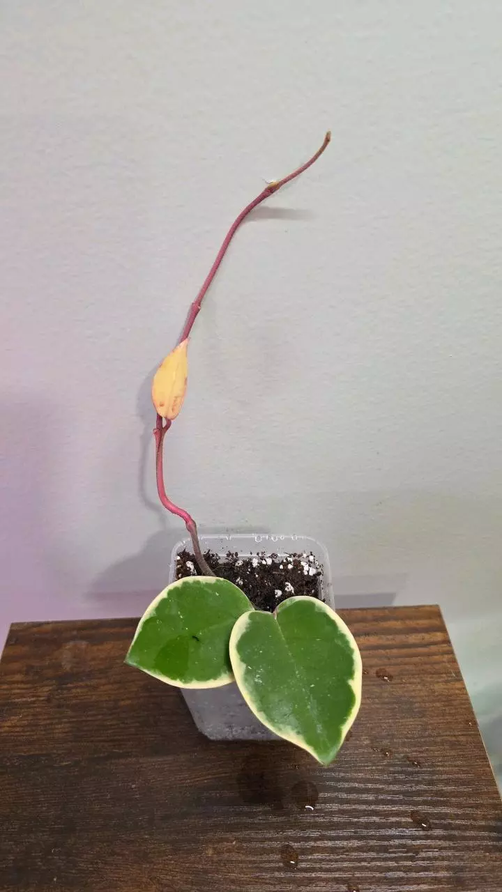 Hoya Krimson queen 623 thumbnail