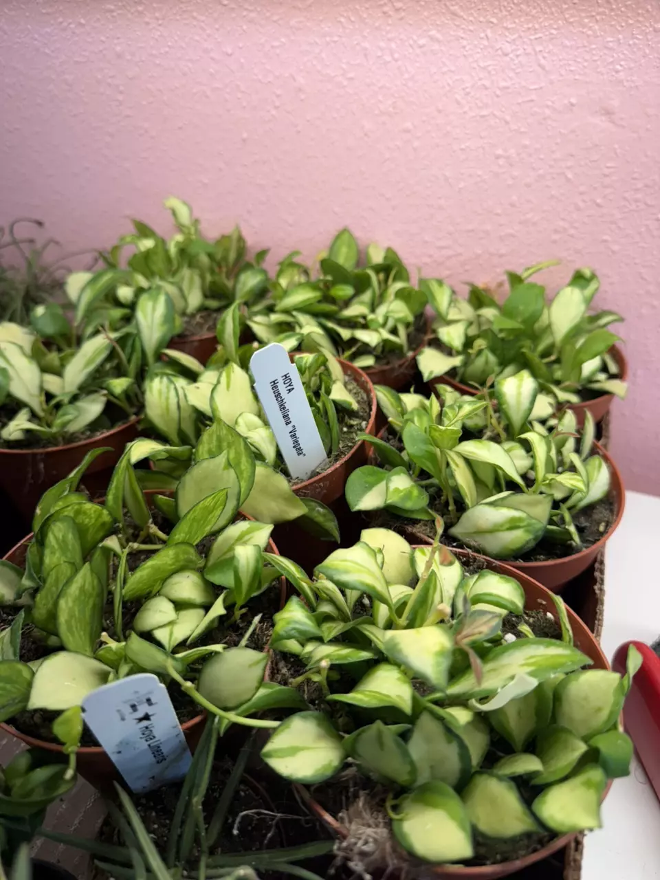 Hoya Heuchkeniana var 4” thumbnail