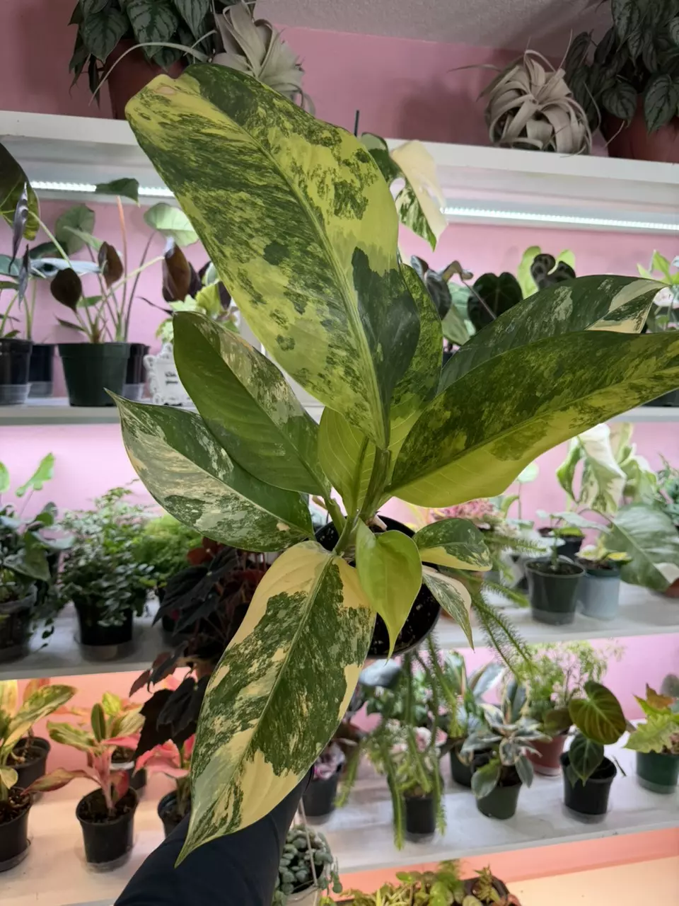 Diaffenbachia Big Ben 6” thumbnail