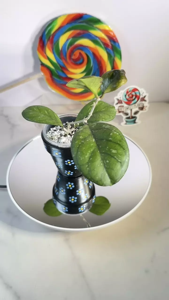 Hoya Seedling by Patcharawalai thumbnail