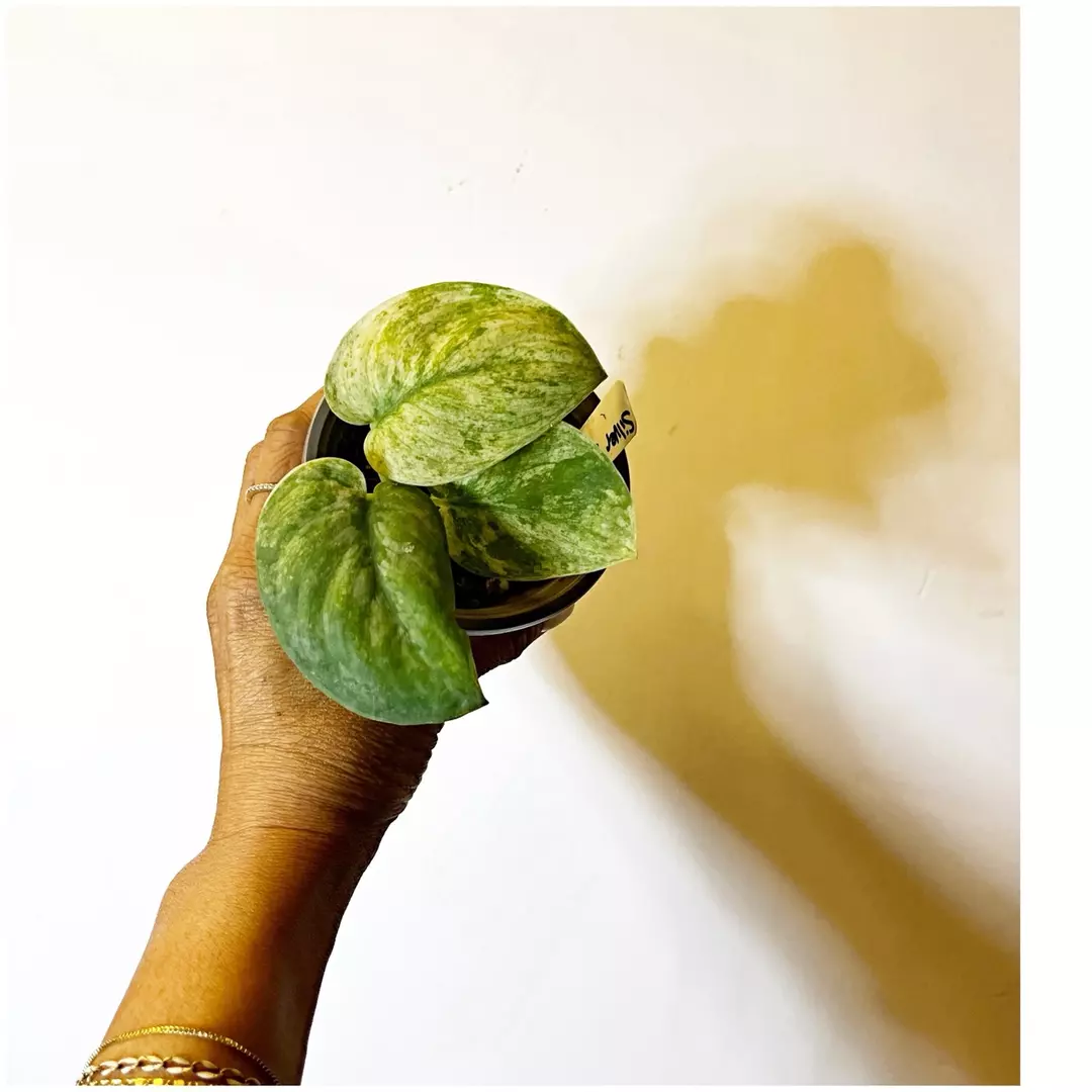 🎋Scindapsus Silver Dark Cloud 🌟 thumbnail