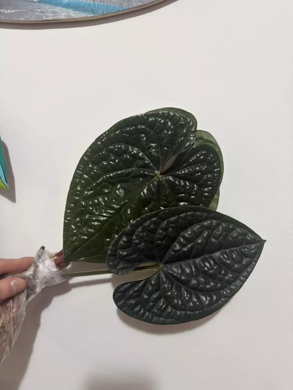 Anthurium Luxurians thumbnail