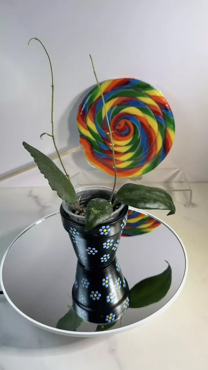 Hoya Caudata Sumatra thumbnail