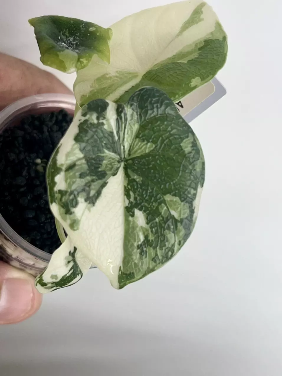 #374-Alocasia Melo Albo thumbnail