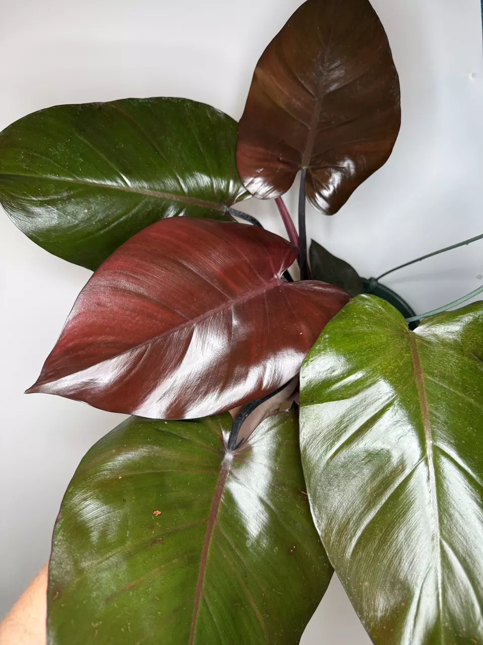 Philodendron Royal Queen thumbnail