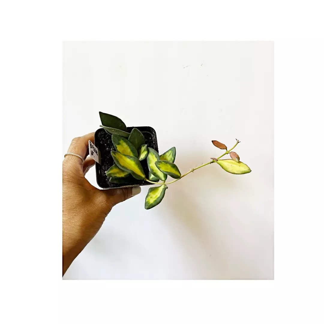 🎋Hoya Burtoniae Variegated thumbnail