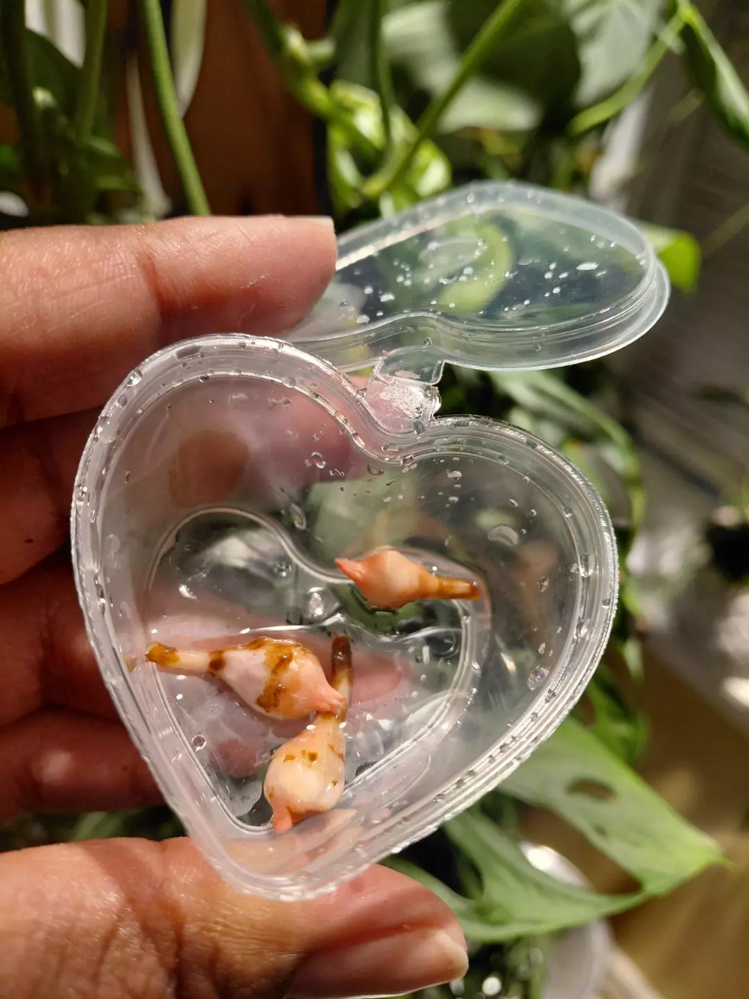 Alocasia True Pink Cuprea Corm (You will receive 1 corm) thumbnail