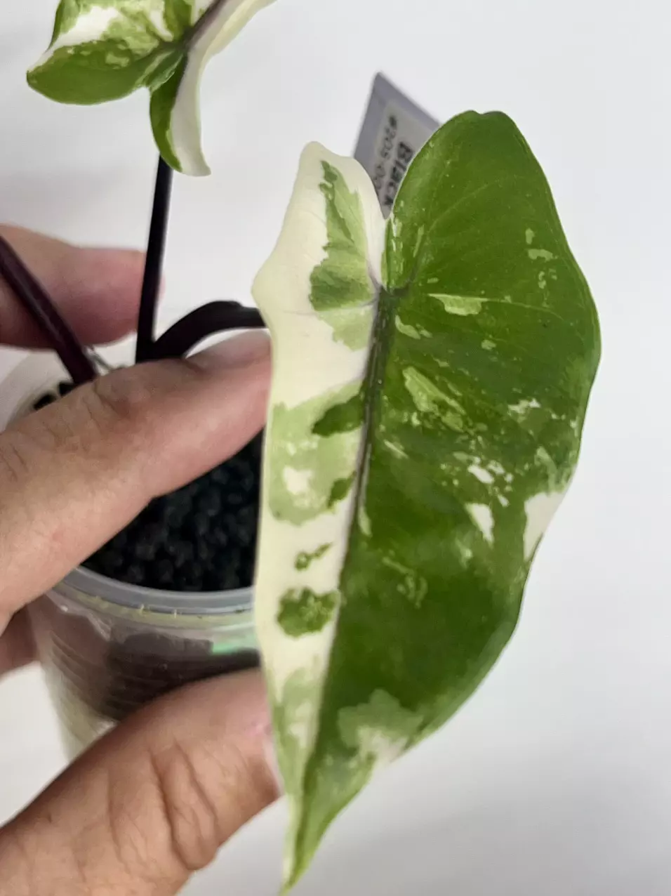 #205-Alocasia Black Stem Albo corn grown thumbnail