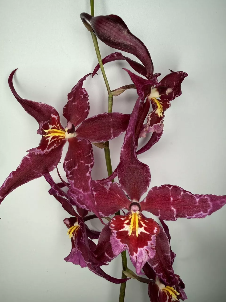 Aliceara Stellar ‘Hoku’ thumbnail