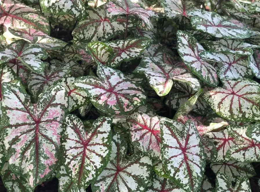 Caladium 'Celebration' 1x MEDIUM BULB GC thumbnail