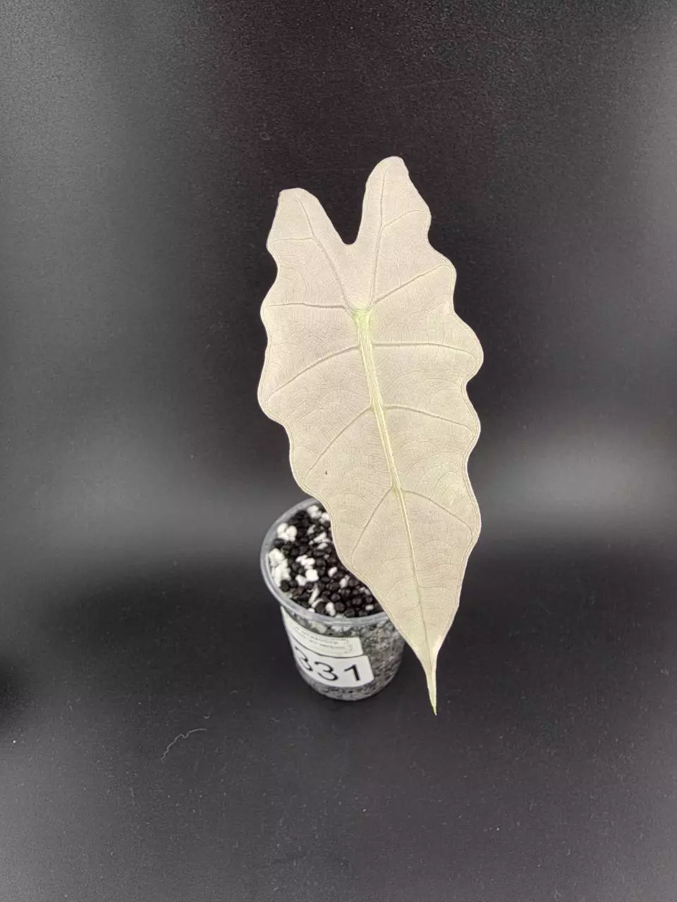 1331 - High Variegation alocasia true pink amazonica. Chonk grown. thumbnail