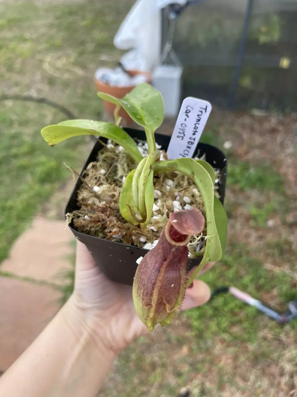 Truncata x (Spath x gymn) thumbnail