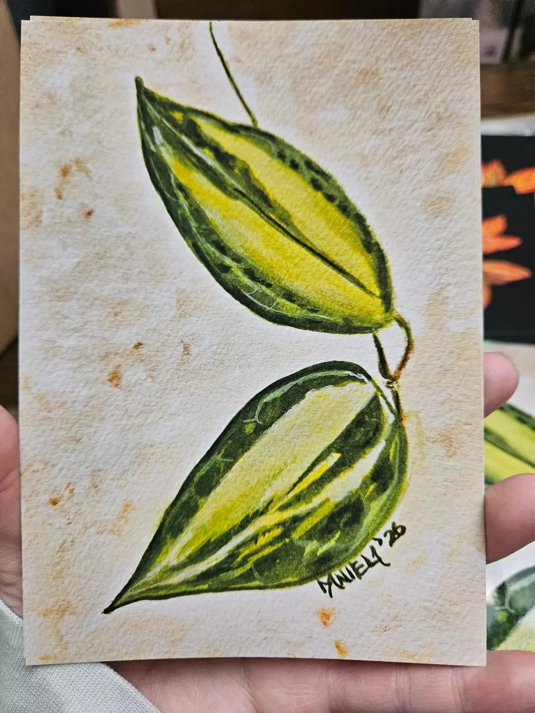 Latifolia Queensy 5x7 print thumbnail