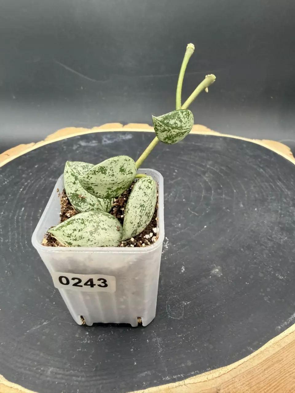 Lacunosa Sulcata w/Peduncle #243 thumbnail