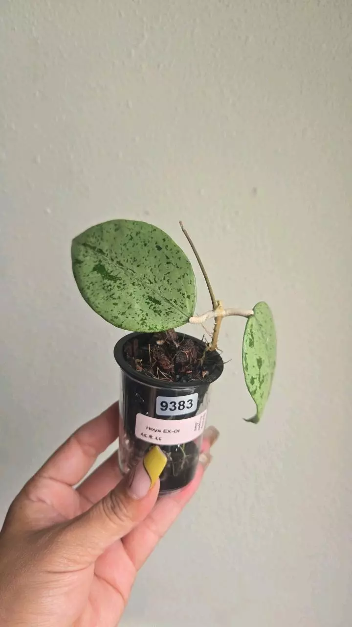 Hoya EX-01 #9383 thumbnail