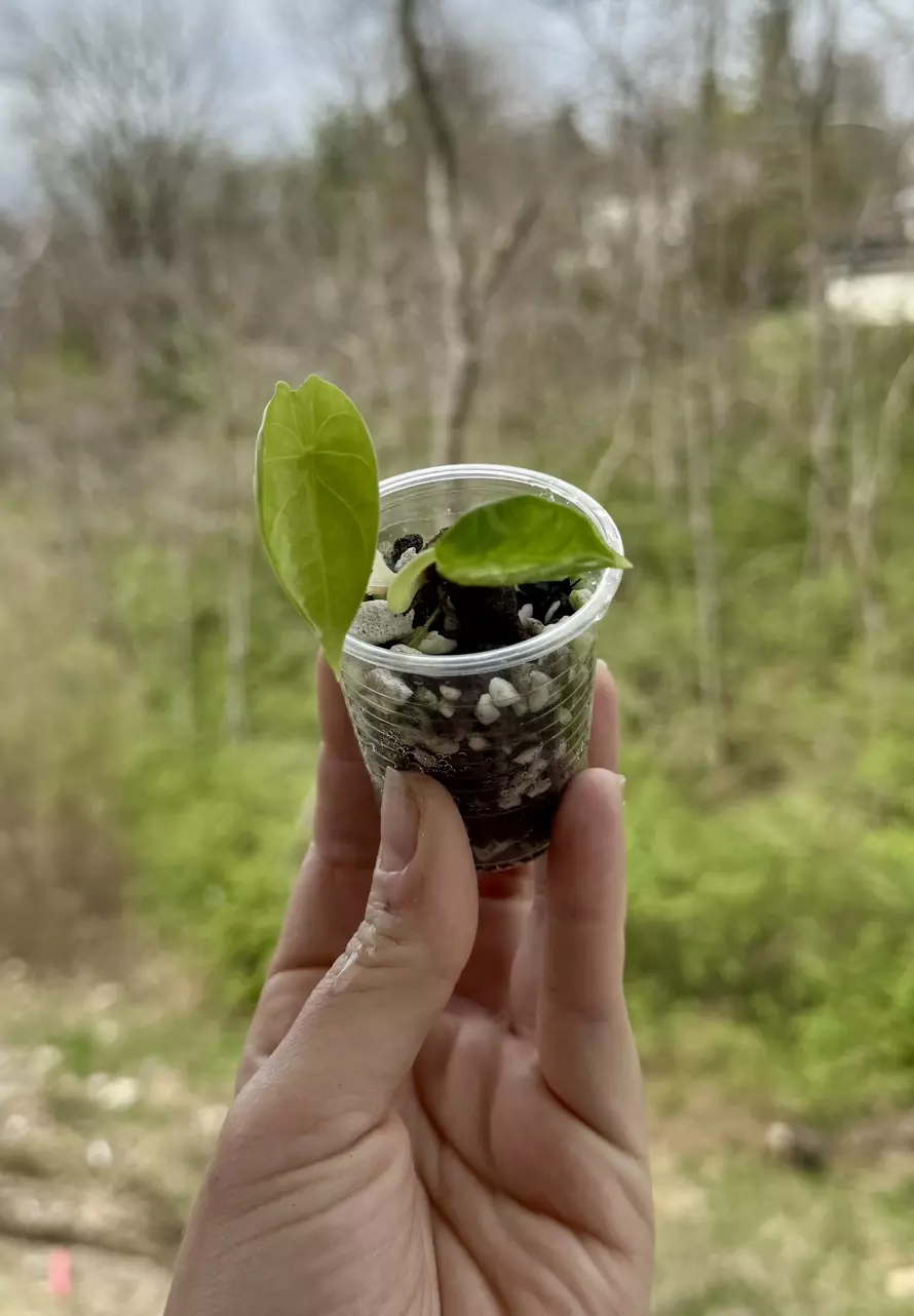 Alocasia Longiloba x Pink Dragon Aurea pup thumbnail